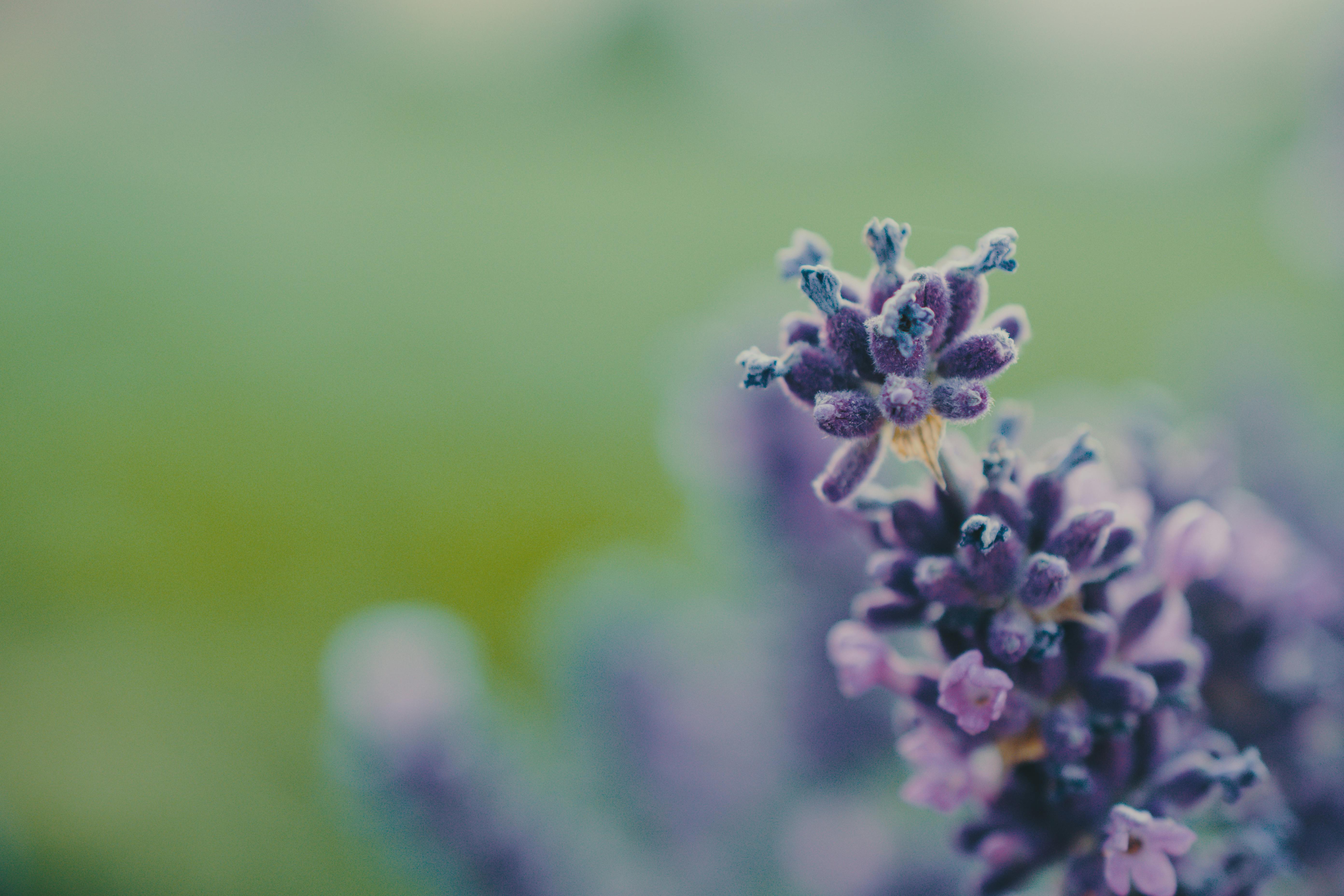 Lilac blossoms in soft morning light